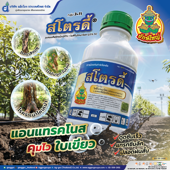 สโตรดี้